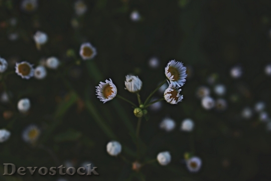 Devostock  Nature Flowers 133575 4K.jpeg