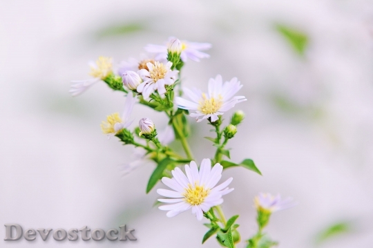 Devostock  Nature Flowers 13393 4K.jpeg