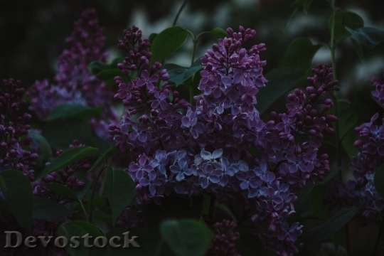 Devostock  Nature Flowers 138192 4K.jpeg
