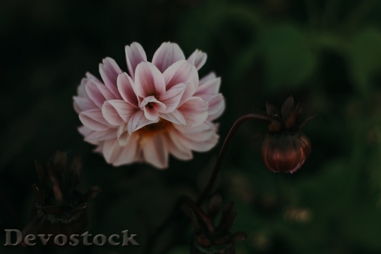 Devostock  Nature Flowers 140517 4K.jpeg