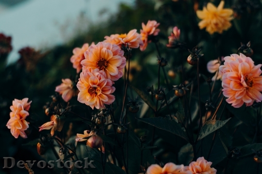 Devostock  Nature Flowers 140595 4K.jpeg