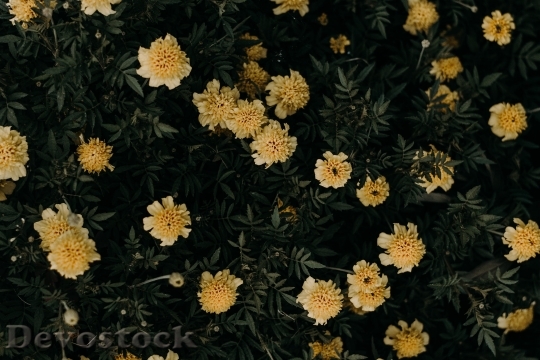 Devostock  Nature Flowers 141409 4K.jpeg