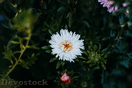 Devostock  Nature Flowers 141615 4K.jpeg
