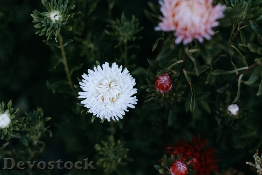 Devostock  Nature Flowers 141616 4K.jpeg