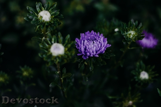 Devostock  Nature Flowers 141624 4K.jpeg