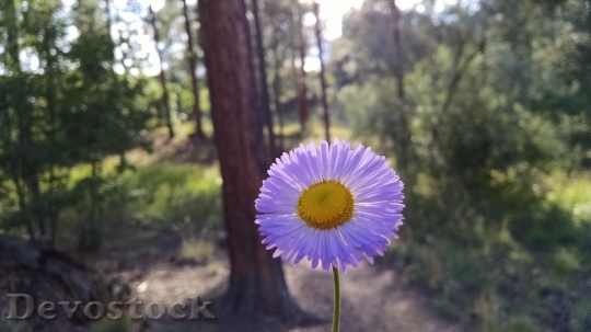 Devostock  Nature Flowers 14733 4K.jpeg