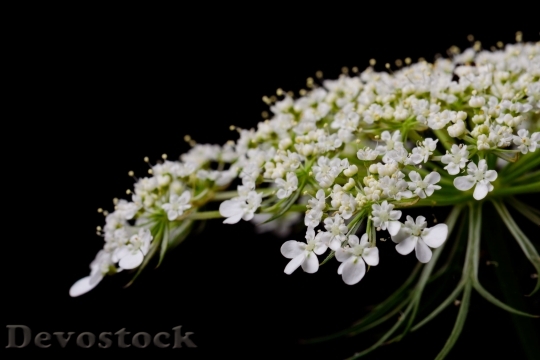Devostock  Nature Flowers 14980 4K.jpeg