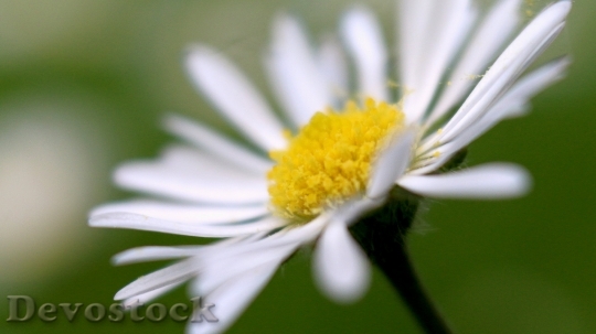 Devostock  Nature Flowers 15938 4K.jpeg