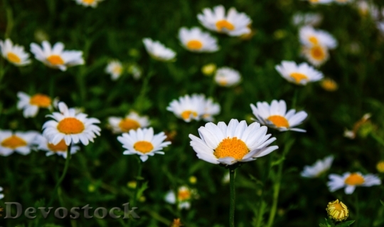 Devostock  Nature Flowers 41296 4K.jpeg