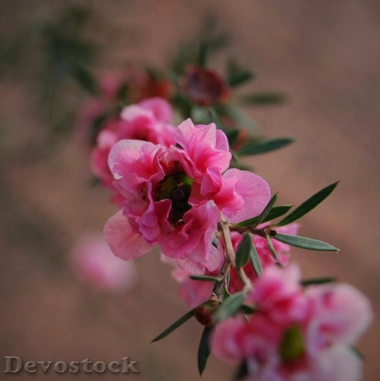 Devostock  Nature Flowers 78318 4K.jpeg