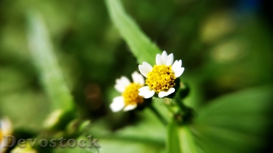 Devostock  Nature Flowers 8318 4K.jpeg