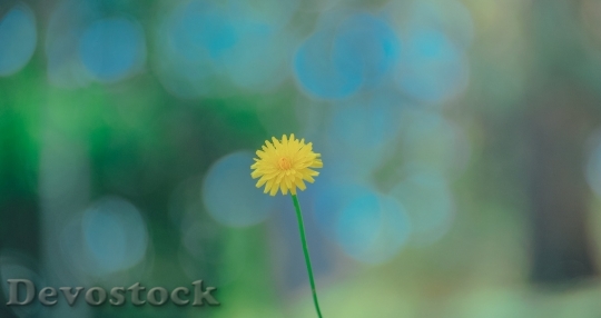 Devostock  Nature Flowers 90781 4K.jpeg