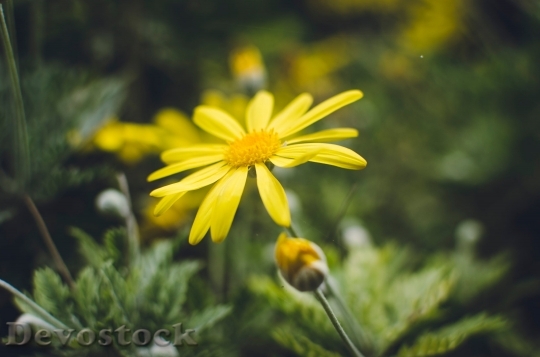 Devostock  Nature Flowers 94789 4K.jpeg