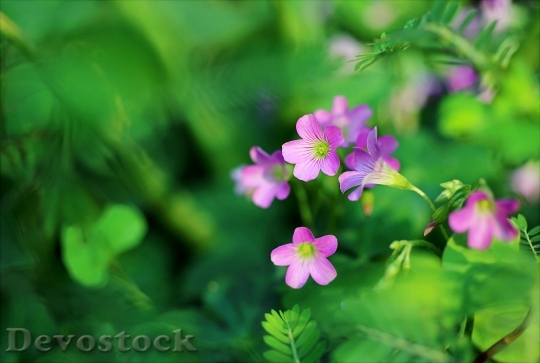 Devostock  Nature Flowers 95446 4K.jpeg