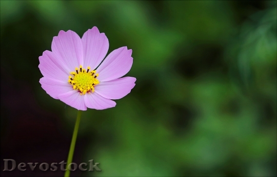 Devostock  Nature Flowers 95481 4K.jpeg