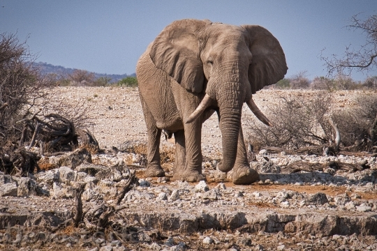 Devostock AFRICAN ELEPHANT WALKING WILDERNESS