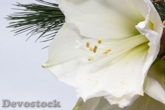 Devostock Amaryllis Flower Plant Botny 4 4K