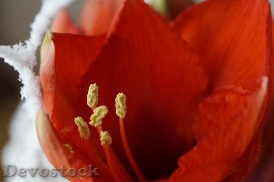 Devostock Amaryllis Flower Red lose 4K