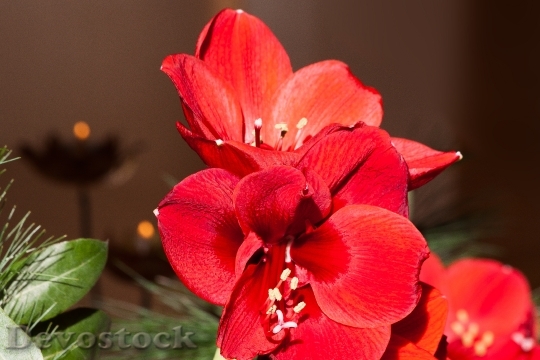 Devostock Amaryllis Red Blossom Blom 1 4K