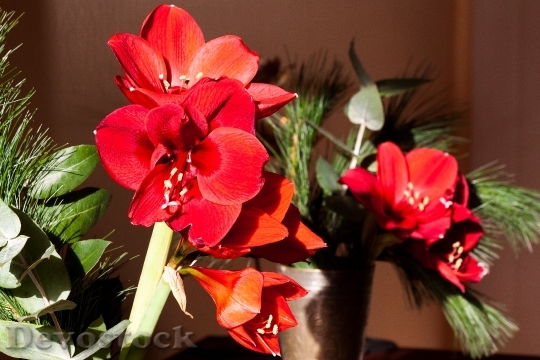 Devostock Amaryllis Red Blossom Blom 2 4K