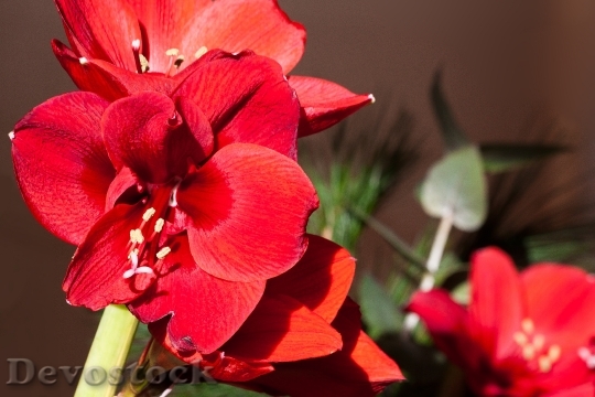 Devostock Amaryllis Red Blossom Blom 3 4K