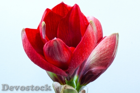Devostock Amaryllis Red Flowers Floer 0 4K