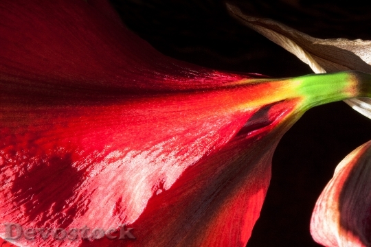 Devostock Amaryllis Red Flowers Floer 3 4K