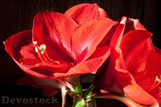 Devostock Amaryllis Red Flowers Floer 5 4K