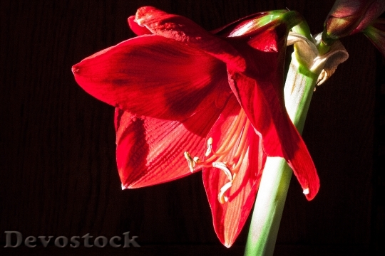 Devostock Amaryllis Red Flowers Floer 7 4K
