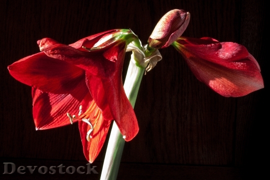 Devostock Amaryllis Red Flowers Floer 8 4K