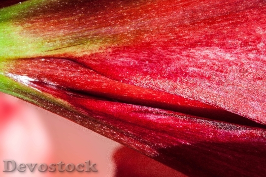 Devostock Amaryllis Red Flowers Floer 9 4K