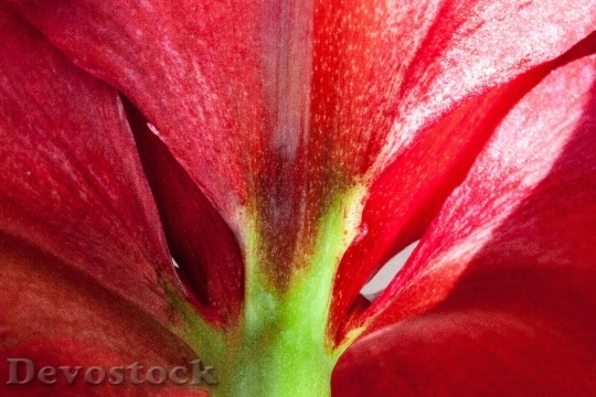 Devostock Amaryllis Red Flowers Flowr 10 4K