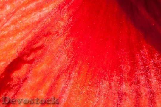 Devostock Amaryllis Red Flowers Flowr 11 4K