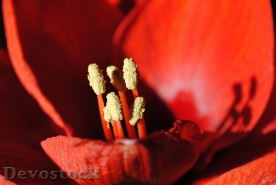 Devostock Amaryllis Red Flowers Fower 4K