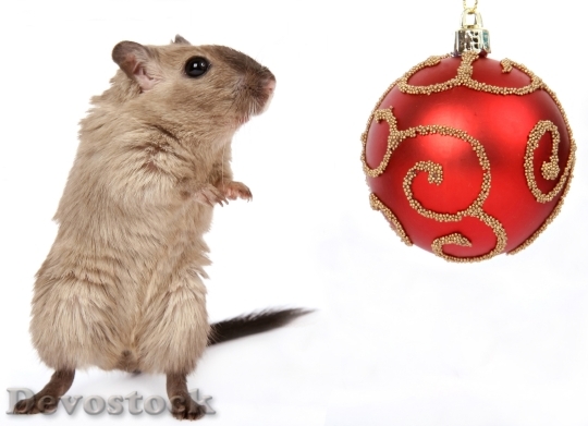 Devostock Animal Celebration Christmas Clus 1 4K