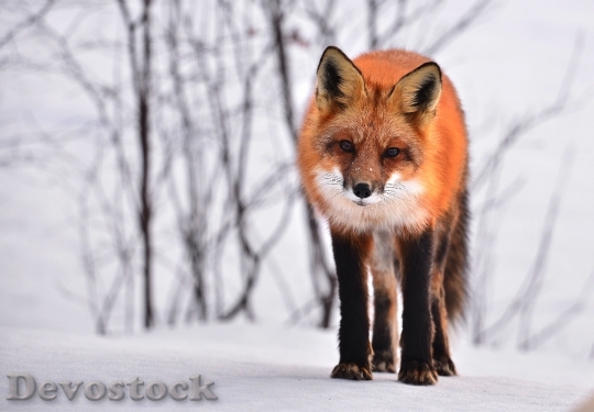 Devostock Beautiful Red Fox Snow