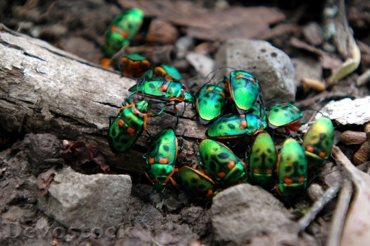 Devostock Beetles Christmas Beetles Isect 4K