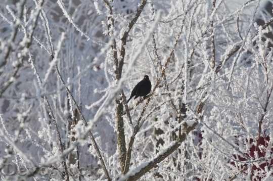 Devostock Bird Snow Cold Natre 0 4K