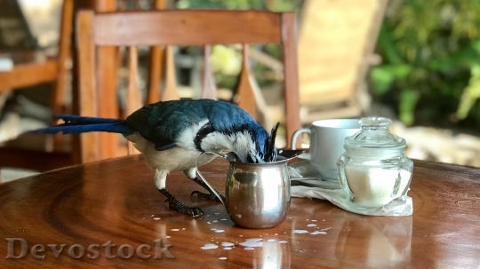 Devostock Bird Stealing Milk Ometepe 10939 4K.jpeg