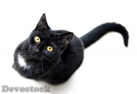 Devostock Black Cat Looking Up