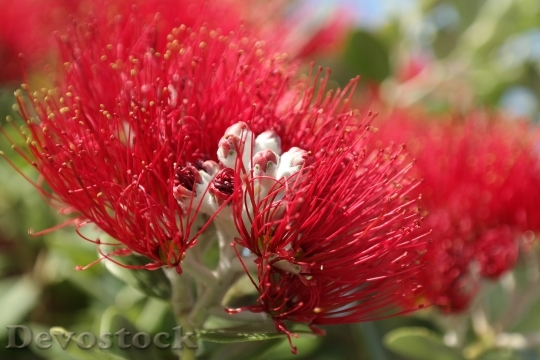 Devostock Blossom Bloom Red Floer 5 4K