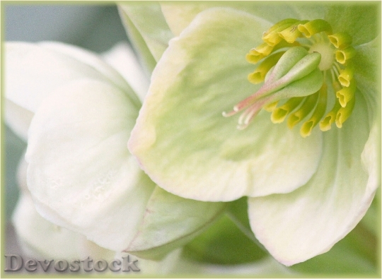 Devostock Blossom Bloom White Maro 0 4K