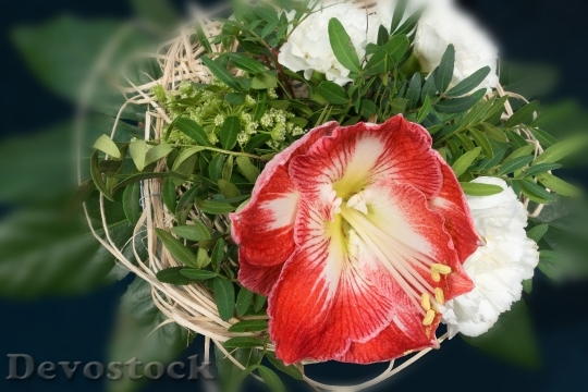 Devostock Bouquet Amaryllis Red Blssom 4K