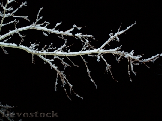Devostock Branch Tree Snow Winter 0 4K
