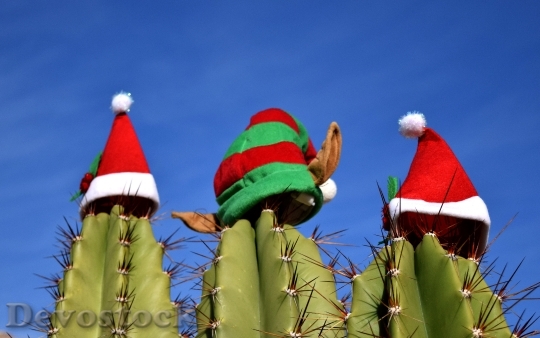 Devostock Cactus Christmas Holiday Festvity 4K