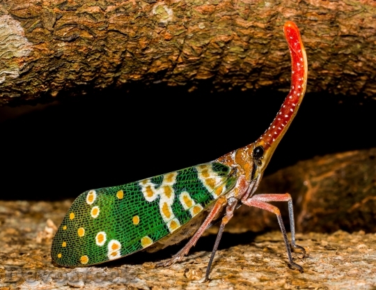 Devostock Canthigaster Cicada Fulgoromorpha Insect Proboscis 016 4K.jpeg