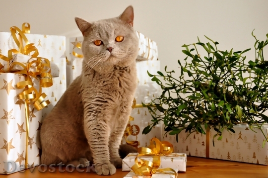 Devostock Cat Christmas Gifts 116804 4K