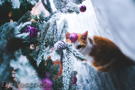 Devostock Cat Christmas XmasBall 4K