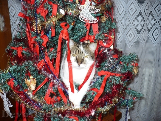 Devostock Cat Ornament Christmas 91269 4K