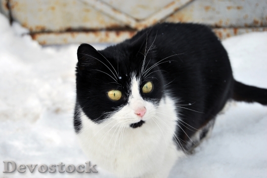 Devostock Cat Winter White Aimal 4K